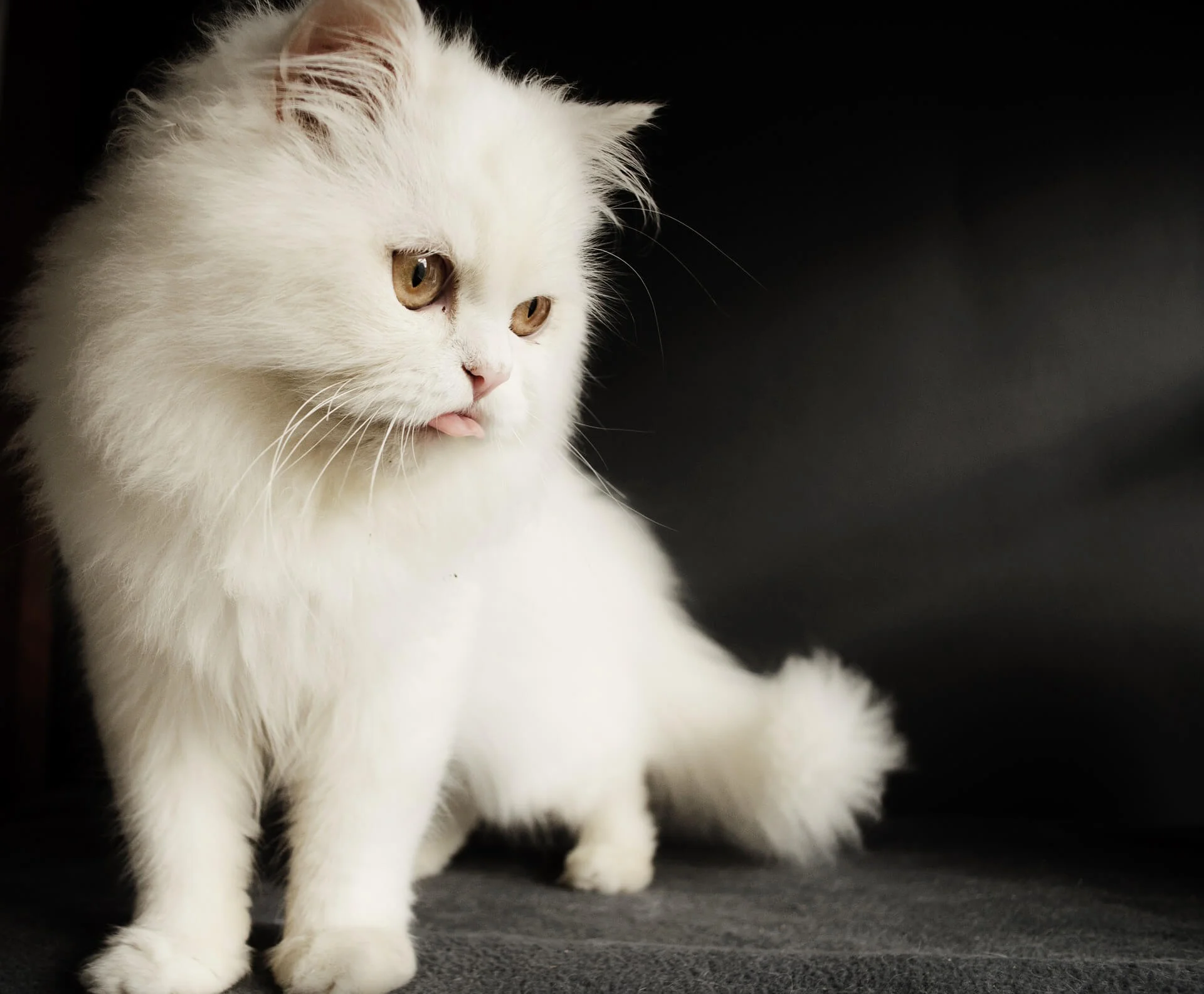黒猫の種類は？種類ごとの特徴や性格について紹介します